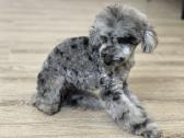 Blue merle toy pudeliukas - nuotraukos Nr. 2