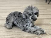 Blue merle toy pudeliukas - nuotraukos Nr. 3