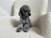 Blue merle toy pudeliukas - nuotraukos Nr. 4