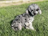 Blue merle toy pudeliukas - nuotraukos Nr. 5