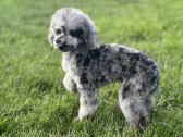 Blue merle toy pudeliukas