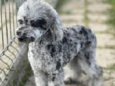 Blue merle toy pudeliukas - nuotraukos Nr. 6