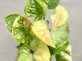 Syngonium - nuotraukos Nr. 3