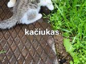 Dovanojame kačiukus - nuotraukos Nr. 2