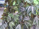 Passiflora trifasciata