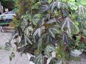Passiflora trifasciata - nuotraukos Nr. 2