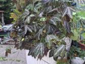 Passiflora trifasciata - nuotraukos Nr. 3