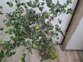 Ficus benjamina 'Barok'