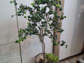 Ficus benjamina 'Barok' - nuotraukos Nr. 2