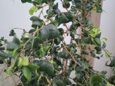 Ficus benjamina 'Barok' - nuotraukos Nr. 3