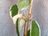 Hoya (vaškuolių)assorti. - nuotraukos Nr. 17