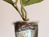 Hoya (vaškuolių)assorti. - nuotraukos Nr. 22