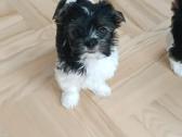 Biewer Yorkshire Terrier šuniukai - nuotraukos Nr. 2
