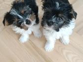 Biewer Yorkshire Terrier šuniukai