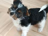 Biewer Yorkshire Terrier šuniukai - nuotraukos Nr. 3