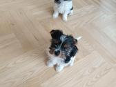 Biewer Yorkshire Terrier šuniukai - nuotraukos Nr. 4