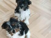 Biewer Yorkshire Terrier šuniukai - nuotraukos Nr. 5