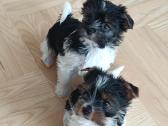Biewer Yorkshire Terrier šuniukai - nuotraukos Nr. 6
