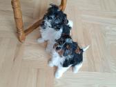 Biewer Yorkshire Terrier šuniukai - nuotraukos Nr. 7