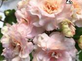 Pelargonija daigai - nuotraukos Nr. 2