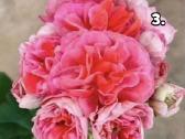 Pelargonija daigai - nuotraukos Nr. 3
