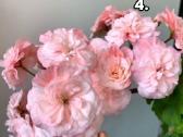 Pelargonija daigai - nuotraukos Nr. 4