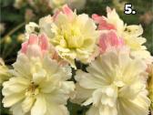 Pelargonija - nuotraukos Nr. 5