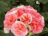 Pelargonija daigai - nuotraukos Nr. 6
