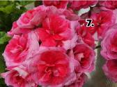 Pelargonija - nuotraukos Nr. 7