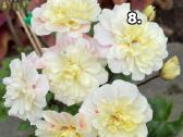 Pelargonija - nuotraukos Nr. 8