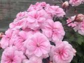 Pelargonija - nuotraukos Nr. 10