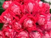 Pelargonija - nuotraukos Nr. 14