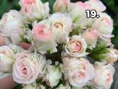 Pelargonija - nuotraukos Nr. 17