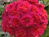 Pelargonija - nuotraukos Nr. 16