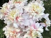 Pelargonija - nuotraukos Nr. 21