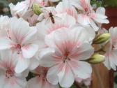 Pelargonija - nuotraukos Nr. 20
