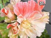 Pelargonija - nuotraukos Nr. 23