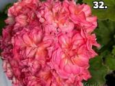 Pelargonija - nuotraukos Nr. 24