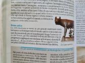 Roma e citt del Vatikano (italų k.) - nuotraukos Nr. 8
