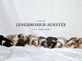 Australų aviganių vada - nuotraukos Nr. 2