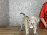 American Bully