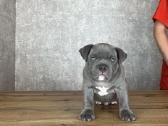 American Bully - nuotraukos Nr. 2