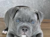 American Bully - nuotraukos Nr. 3