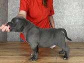 American Bully - nuotraukos Nr. 4