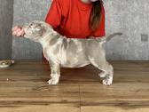 American Bully - nuotraukos Nr. 5