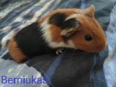 Jūrų kiaulytės - nuotraukos Nr. 2