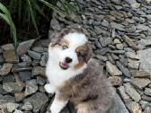 Mini Aussie /Miniatiūrinis amerikos avigan. /Mas - nuotraukos Nr. 5