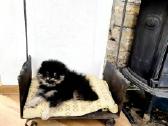 Berniukas(black &town)ir cream mergaite,tikras Pom - nuotraukos Nr. 7