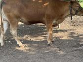 Telycia