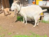 Ožkos - nuotraukos Nr. 2
